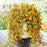 Artificial Flowers Rattan Morning Glories Vines Outdoor Wedding Wreath Bridal Arch Home Room Yard Festival Decor DiyGarden Party